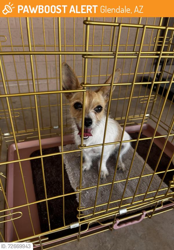 Found/Stray Male Dog last seen 54th and Glen , Glendale, AZ 85301