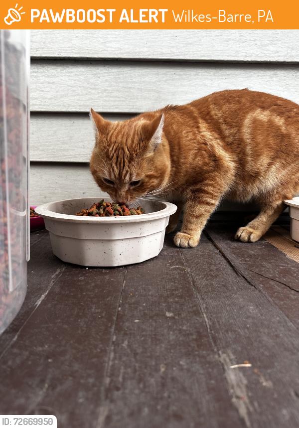 Found/Stray Unknown Cat last seen Madison & Beaumont, Wilkes-Barre, PA 18702