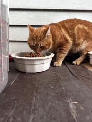 Found/Stray Unknown Cat last seen Madison & Beaumont, Wilkes-Barre, PA 18702