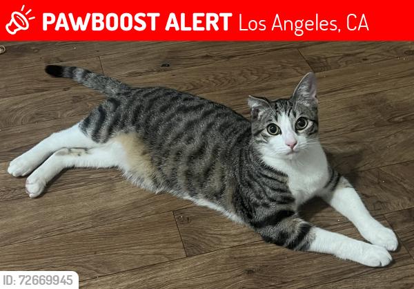 Lost Male Cat last seen Rose Ave and national , Los Angeles, CA 90034