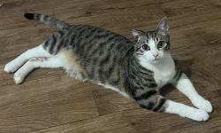 Lost Male Cat last seen Rose Ave and national , Los Angeles, CA 90034