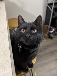 Lost Male Cat last seen Hickory , Pinckney, MI 48169