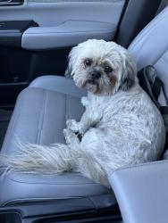 Found/Stray Male Dog last seen Gettysburg and Slayden , San Antonio, TX 78228