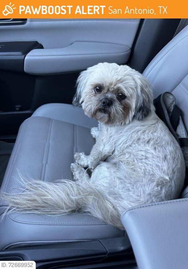 Found/Stray Male Dog last seen Gettysburg and Slayden , San Antonio, TX 78228
