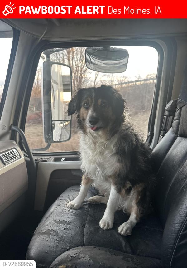 Lost Male Dog last seen Kwik Star, Des Moines, IA 50313