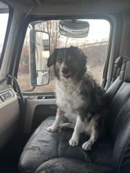Lost Male Dog last seen Kwik Star, Des Moines, IA 50313