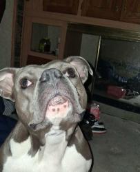 Lost Female Dog last seen HSN, Piney Flats, TN 37686