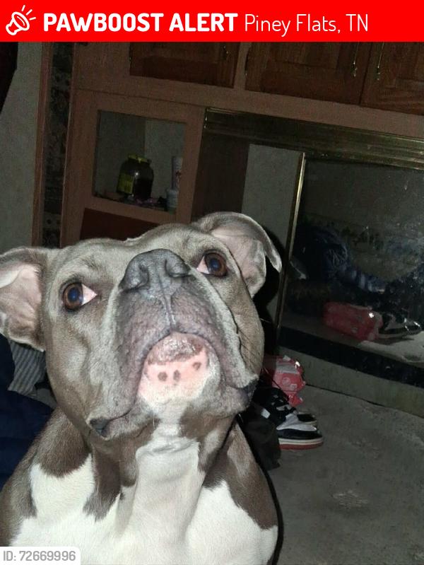 Lost Female Dog last seen HSN, Piney Flats, TN 37686