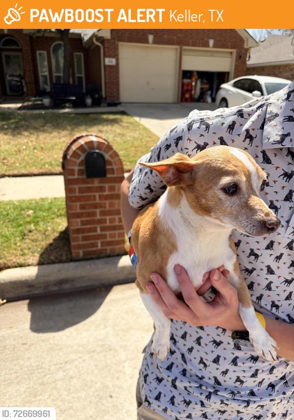 Found/Stray Male Dog last seen Cardinal and lockwood, Keller, TX 76248