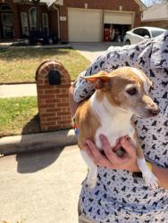 Found/Stray Male Dog last seen Cardinal and lockwood, Keller, TX 76248