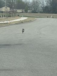 Found/Stray Unknown Dog last seen E hillside and N 23rd st S 193rd st S 193rd E ave, S 193rd E Ave, OK 74012