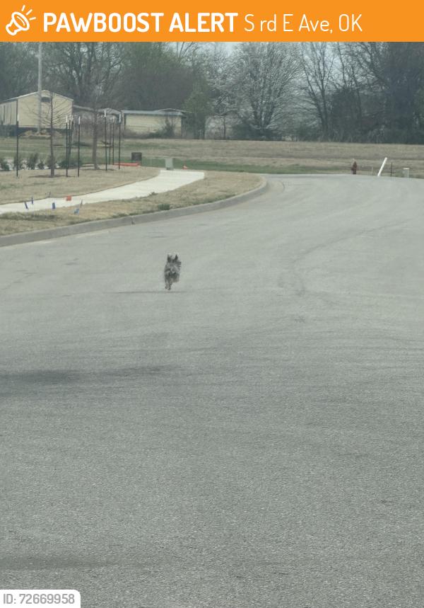 Found/Stray Unknown Dog last seen E hillside and N 23rd st S 193rd st S 193rd E ave, S 193rd E Ave, OK 74012