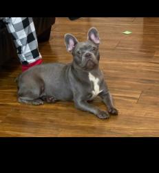 Lost Female Dog last seen Emerald basin and Ann , North Las Vegas, NV 89031