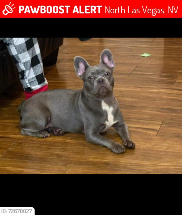 Lost Female Dog last seen Emerald basin and Ann , North Las Vegas, NV 89031