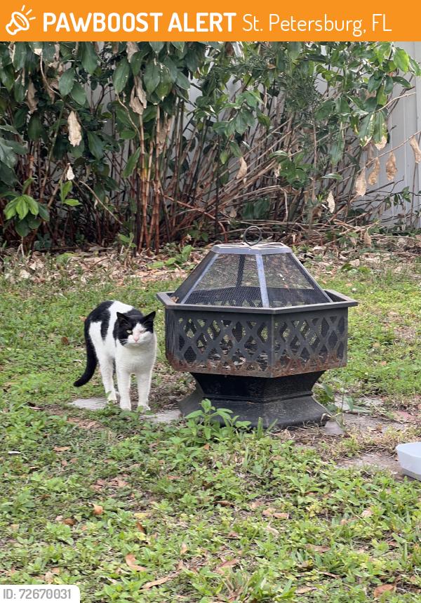 Found/Stray Unknown Cat last seen 19th street 50th ave, St. Petersburg, FL 33714