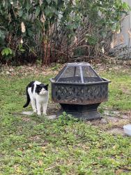 Found/Stray Unknown Cat last seen 19th street 50th ave, St. Petersburg, FL 33714