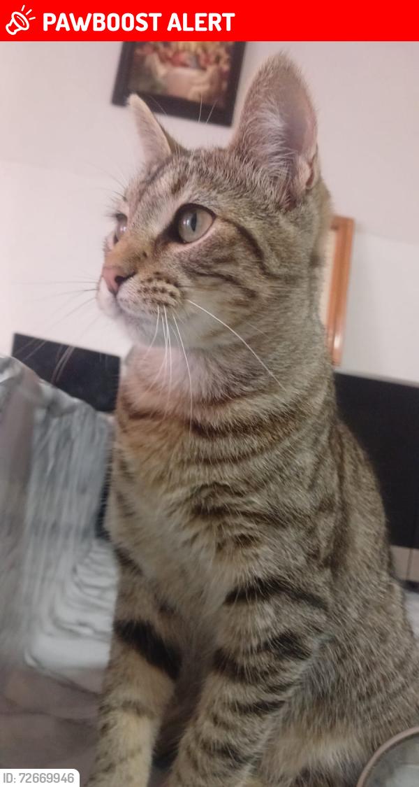 Lost Female Cat last seen Calle. Oaxaca, Los Reyes Acaquilpan, Méx. 
