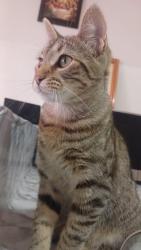 Lost Female Cat last seen Calle. Oaxaca, Los Reyes Acaquilpan, Méx. 