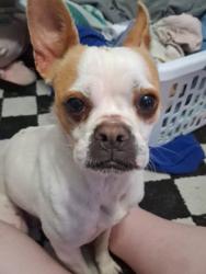 Found/Stray Female Dog last seen Hurst Target area, Hurst, TX 76053