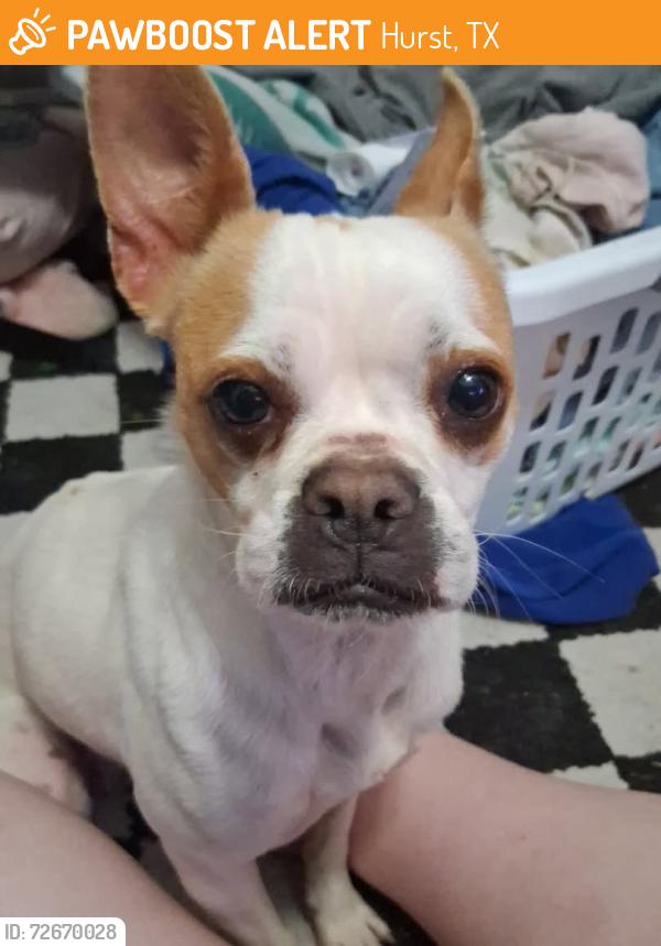 Found/Stray Female Dog last seen Hurst Target area, Hurst, TX 76053