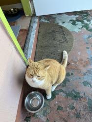 Lost Male Cat last seen Hayes / Garfield Steet 2400 block ; East Hollywood ,, Hollywood, FL 33021