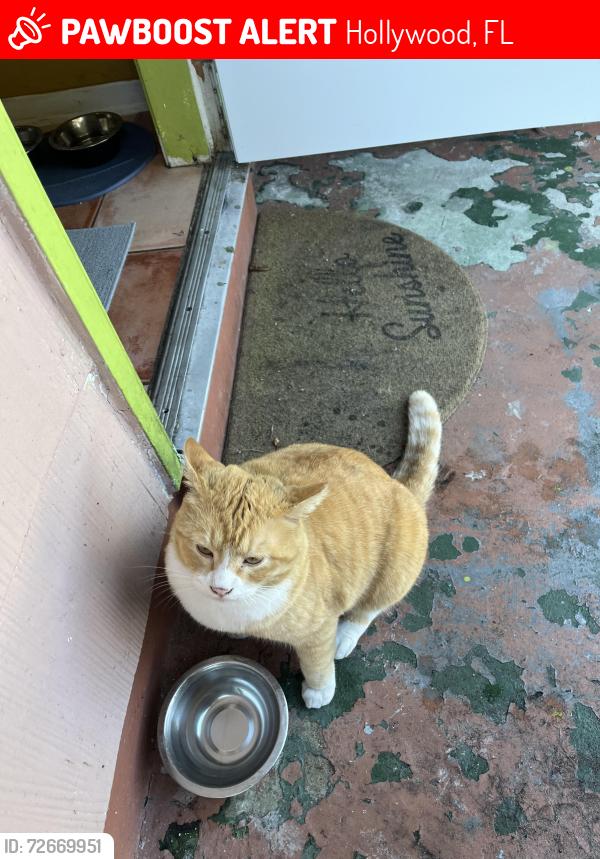 Lost Male Cat last seen Hayes / Garfield Steet 2400 block ; East Hollywood ,, Hollywood, FL 33021