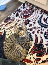Found/Stray Female Cat last seen N Pennsylvania & NW 150th , Oklahoma City, OK 73134