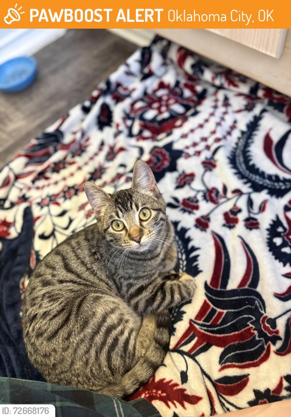Found/Stray Female Cat last seen N Pennsylvania & NW 150th , Oklahoma City, OK 73134