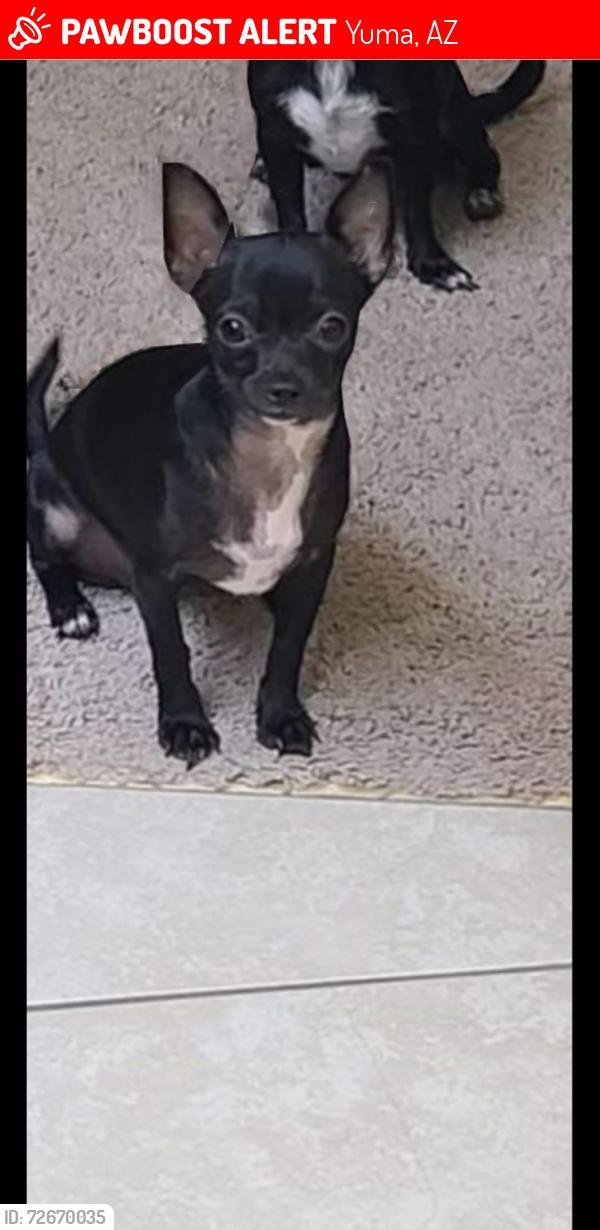Lost Female Dog last seen College dr, Yuma, AZ 85365