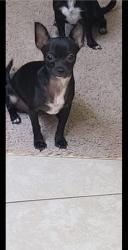 Lost Female Dog last seen College dr, Yuma, AZ 85365