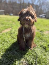 Lost Female Dog last seen Hwy 252 , SC-252, SC 29654
