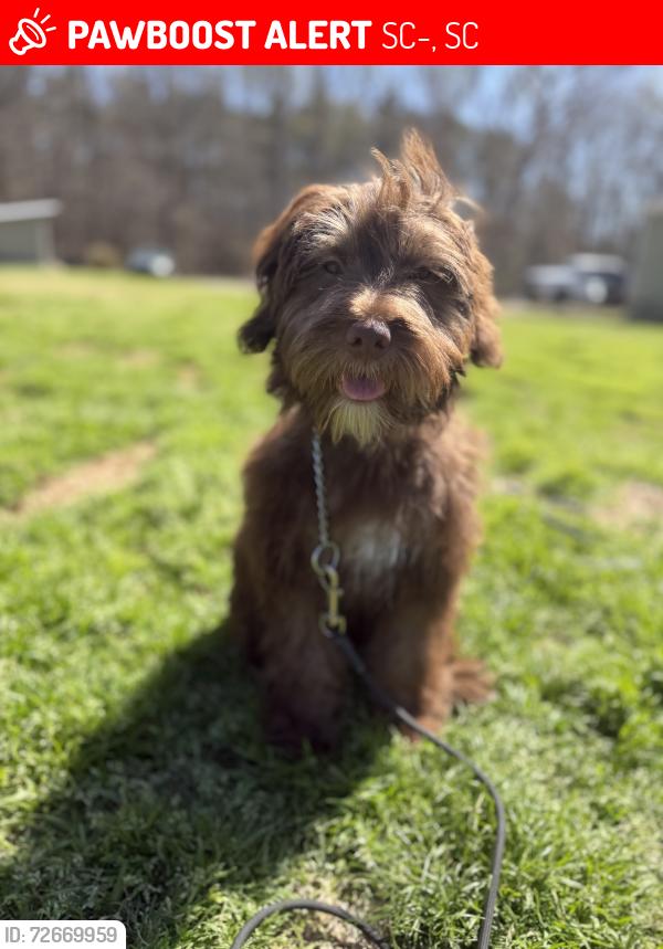 Lost Female Dog last seen Hwy 252 , SC-252, SC 29654