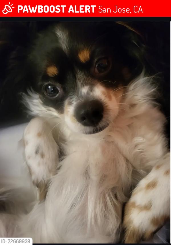 Lost Female Dog last seen N 1st and Nicholson, San Jose, CA 95134