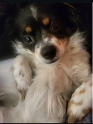 Lost Female Dog last seen N 1st and Nicholson, San Jose, CA 95134