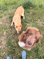 Found/Stray Unknown Dog last seen Henrytown , Sevier County, TN 37876