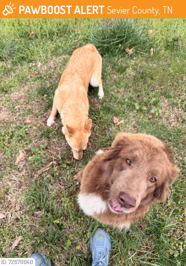 Found/Stray Unknown Dog last seen Henrytown , Sevier County, TN 37876