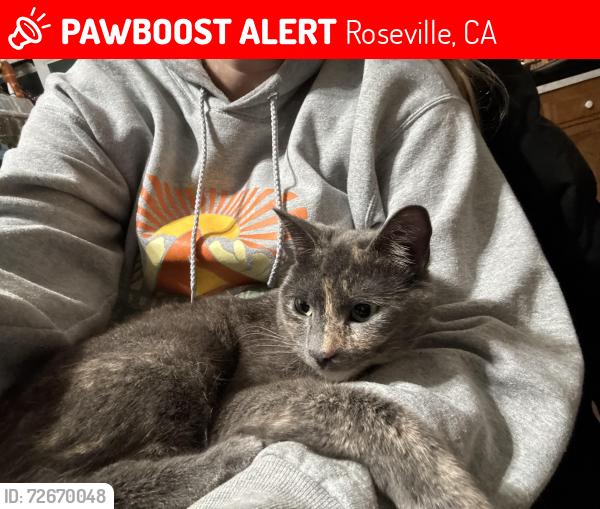 Lost Female Cat last seen Douglas and Harding, Roseville, CA 95678