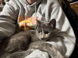Lost Female Cat last seen Douglas and Harding, Roseville, CA 95678