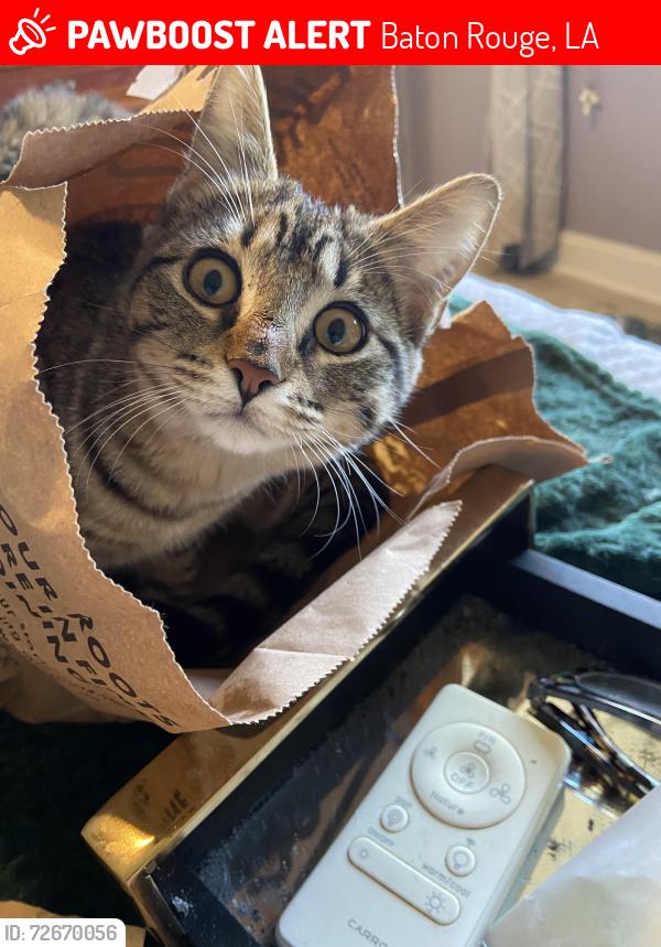 Lost Female Cat last seen Floynell , Baton Rouge, LA 70809
