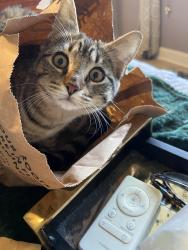 Lost Female Cat last seen Floynell , Baton Rouge, LA 70809