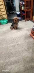 Found/Stray Male Dog last seen Brentwood plaza, Cincinnati, OH 45231
