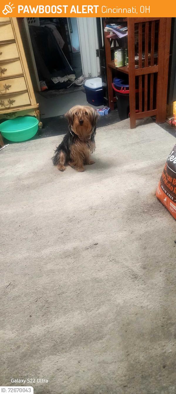Found/Stray Male Dog last seen Brentwood plaza, Cincinnati, OH 45231