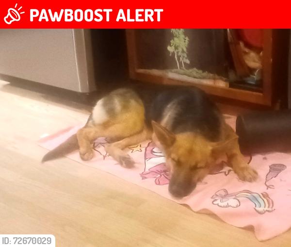 Lost Female Dog last seen Railroad tracks 28, Warren County, OH 45162