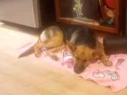 Lost Female Dog last seen Railroad tracks 28, Warren County, OH 45162
