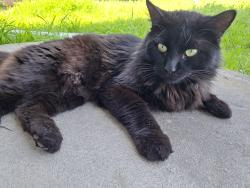 Found/Stray Male Cat last seen 9th st and Grand 92078, San Marcos, CA 92078