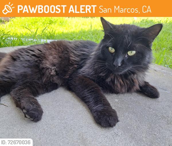 Found/Stray Male Cat last seen 9th st and Grand 92078, San Marcos, CA 92078