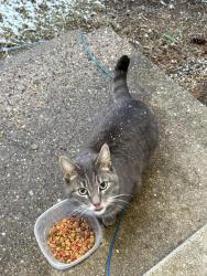 Found/Stray Female Cat last seen Wyndtree s , Springfield, MI 49037