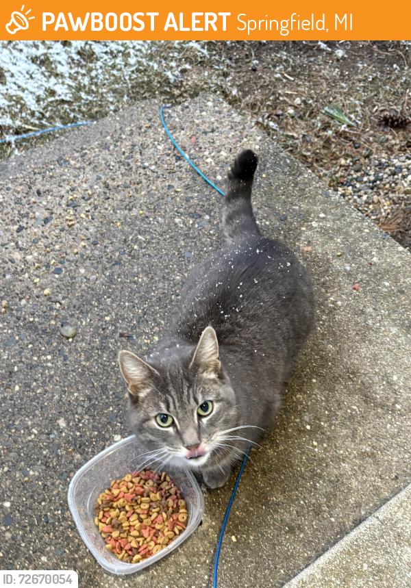 Found/Stray Female Cat last seen Wyndtree s , Springfield, MI 49037