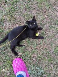Found/Stray Male Cat last seen Near & Frankfort Ave( north tulsa), Tulsa, OK 74106