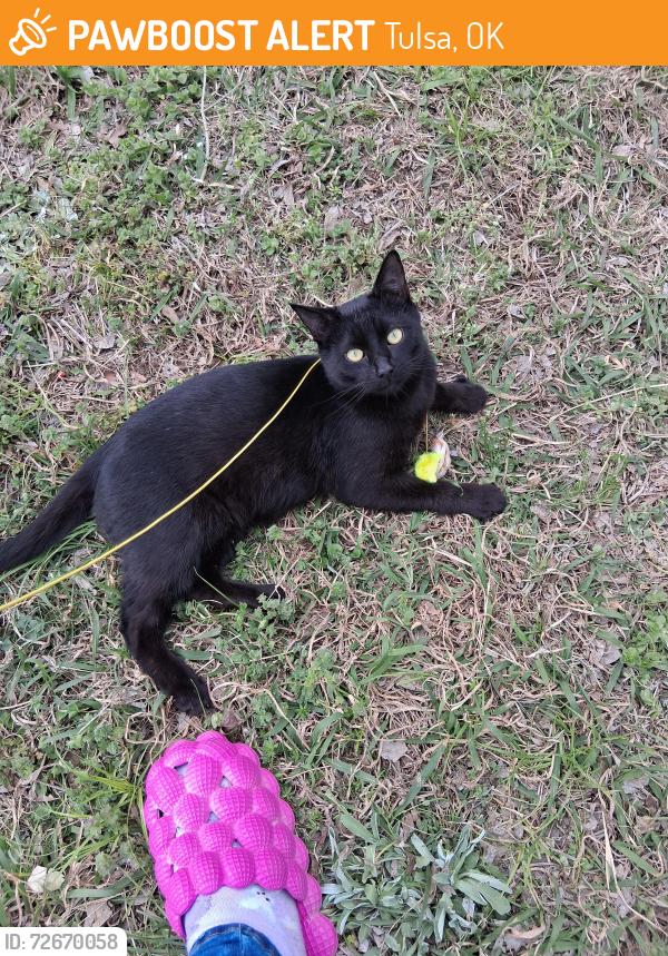 Found/Stray Male Cat last seen Near & Frankfort Ave( north tulsa), Tulsa, OK 74106